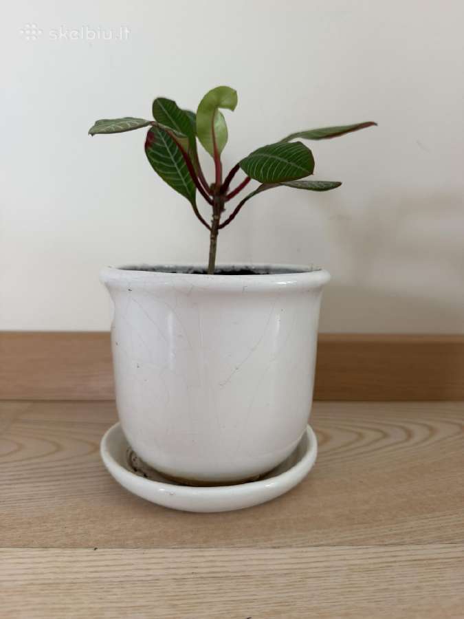 Baltagyslė karpažolė (Euphorbia leuconeura) vazone - nuotraukos Nr. 2