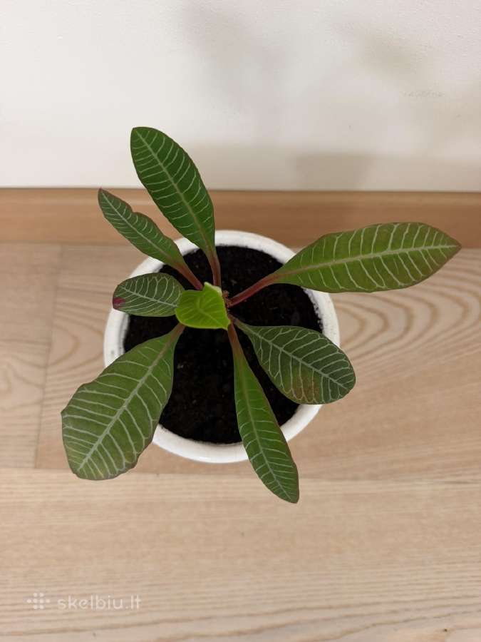 Baltagyslė karpažolė (Euphorbia leuconeura) vazone - nuotraukos Nr. 3