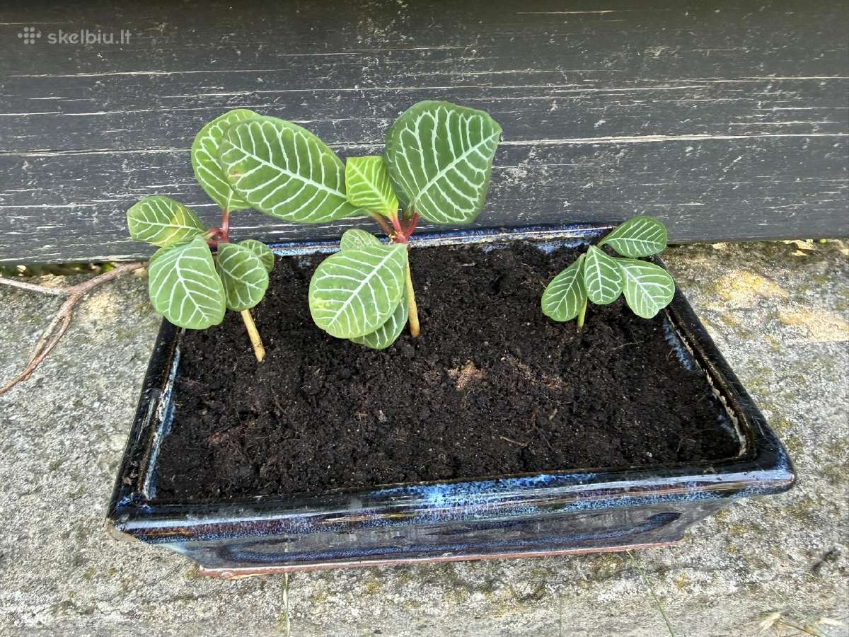 Baltagyslė karpažolė (Euphorbia leuconeura) bonsai - nuotraukos Nr. 2