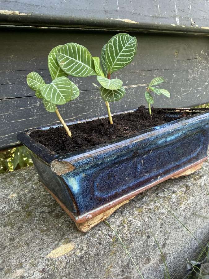 Baltagyslė karpažolė (Euphorbia leuconeura) bonsai - nuotraukos Nr. 3