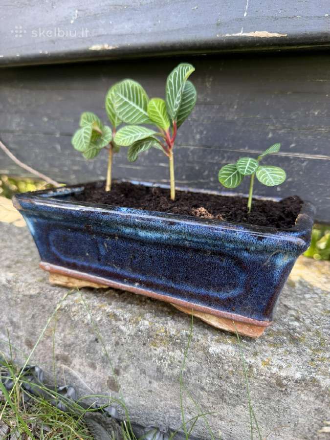 Baltagyslė karpažolė (Euphorbia leuconeura) bonsai - nuotraukos Nr. 4