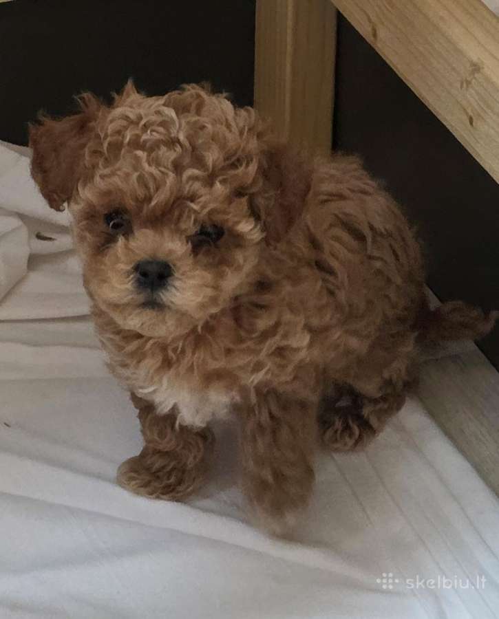 Maltipoo kalytės ir šuniukas - nuotraukos Nr. 4