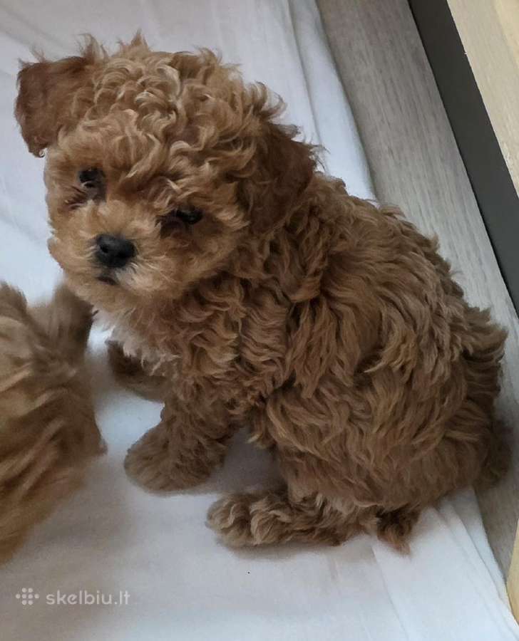 Maltipoo kalytės ir šuniukas - nuotraukos Nr. 2