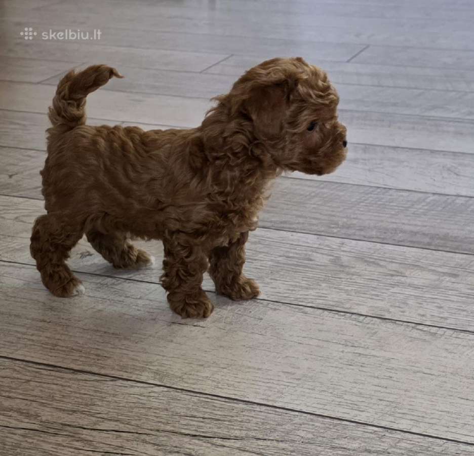 Maltipoo kalytės ir šuniukas - nuotraukos Nr. 3