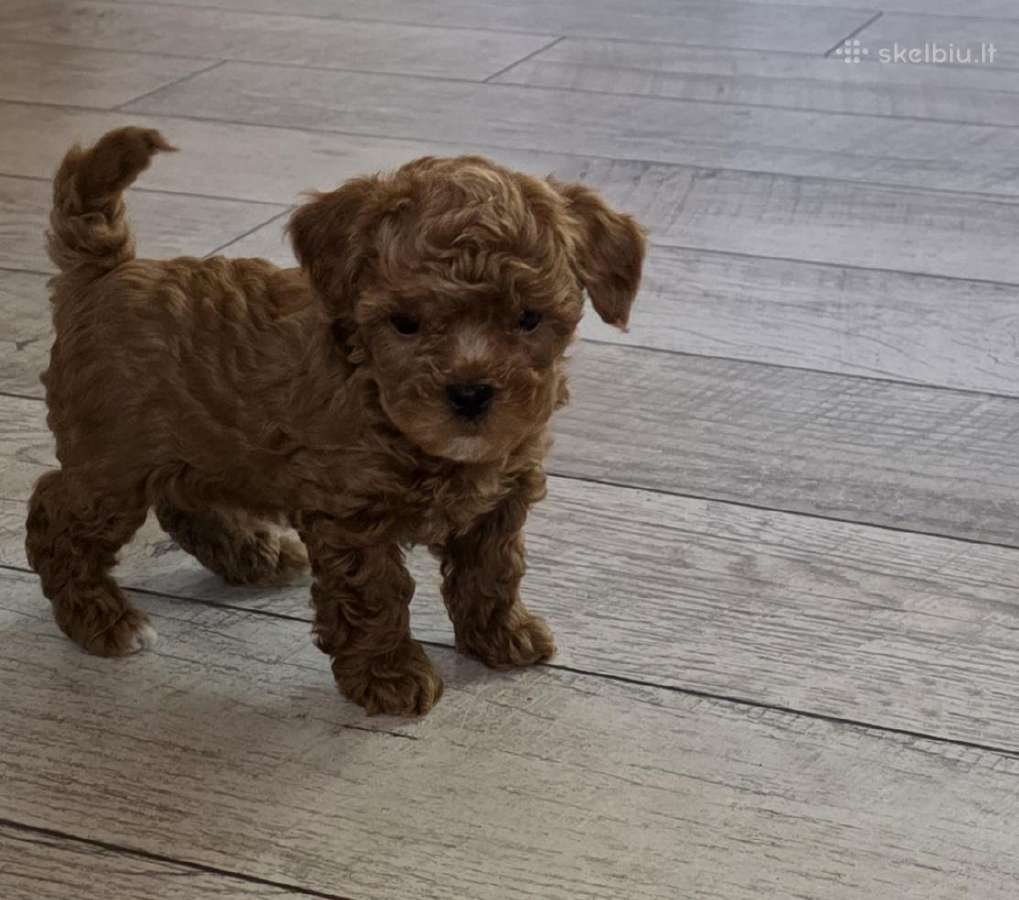 Maltipoo kalytės ir šuniukas - nuotraukos Nr. 5