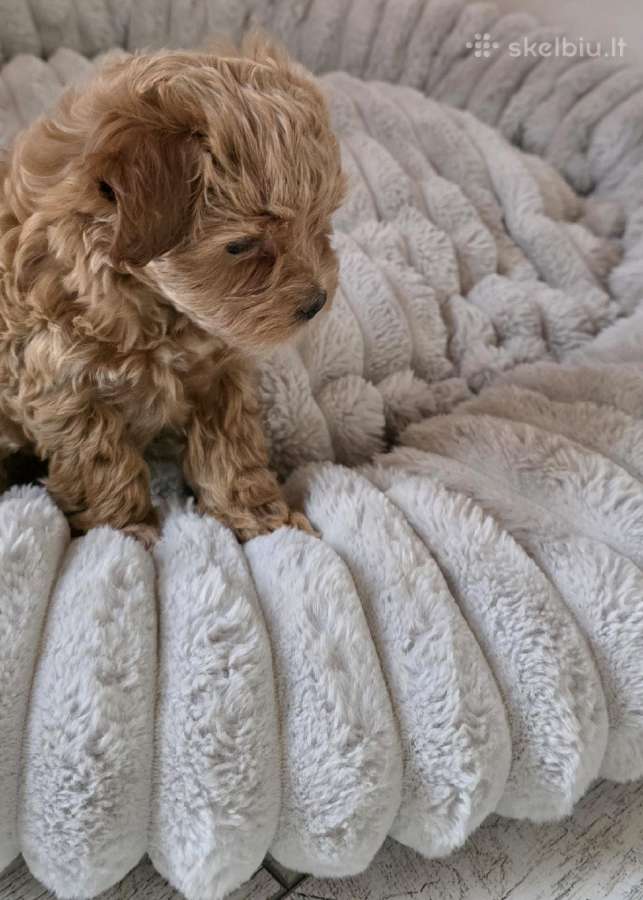 Maltipoo kalytės ir šuniukas - nuotraukos Nr. 6
