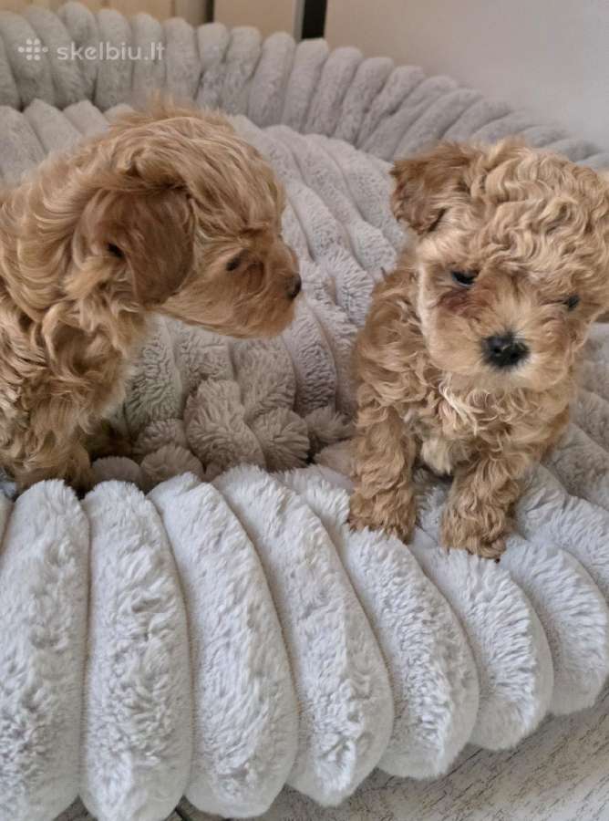Maltipoo kalytės ir šuniukas - nuotraukos Nr. 7