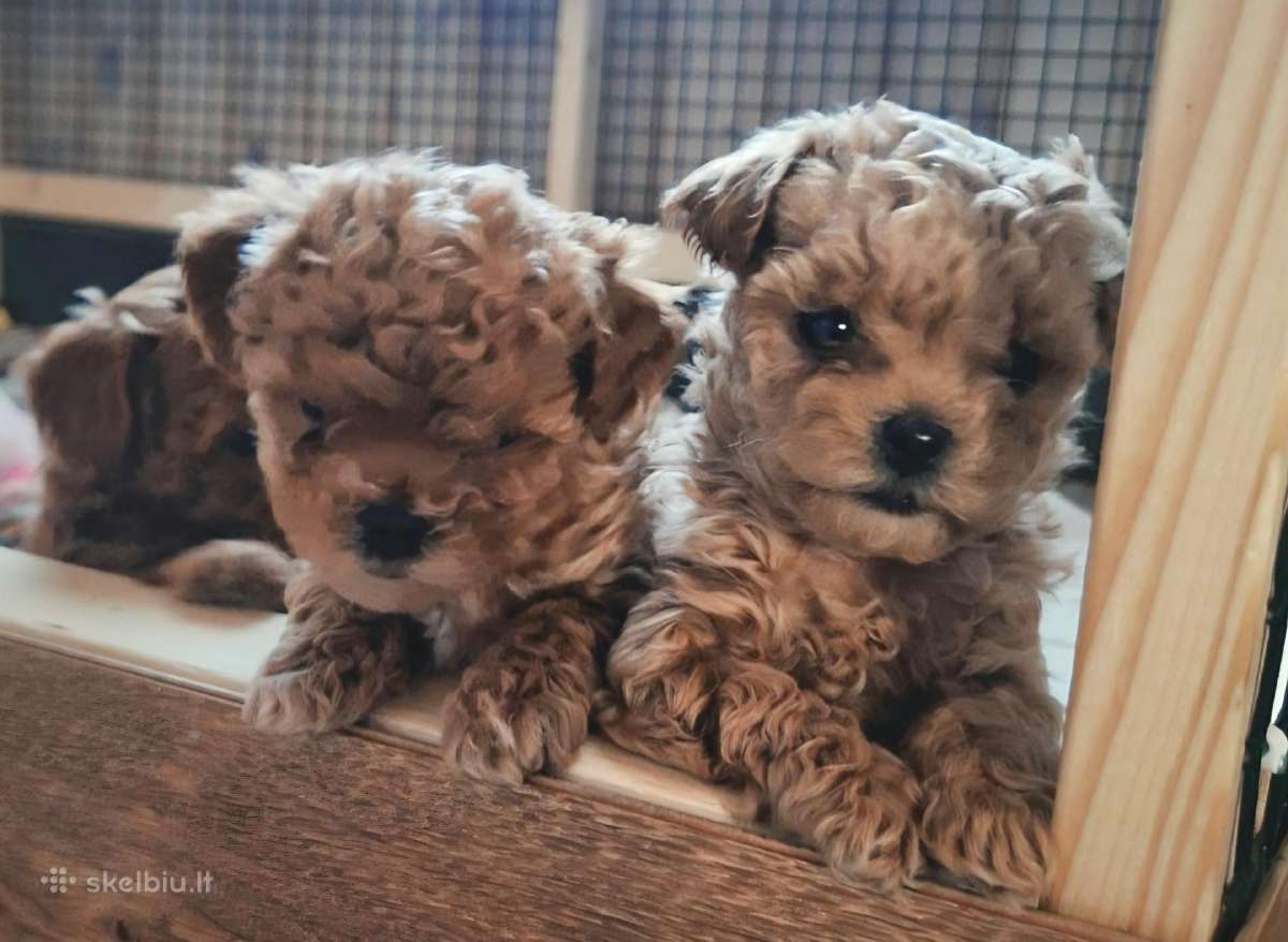 Maltipoo kalytės ir šuniukas - nuotraukos Nr. 8