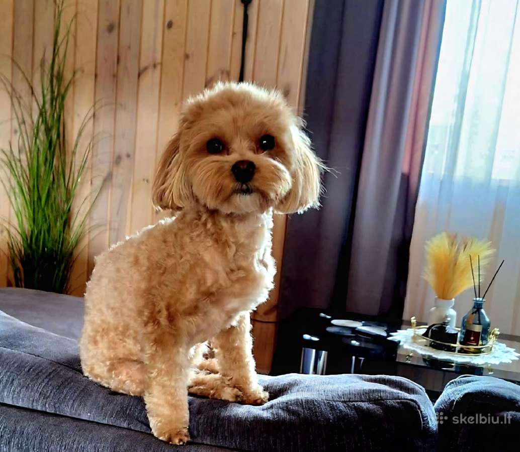 Maltipoo kalytės ir šuniukas - nuotraukos Nr. 9
