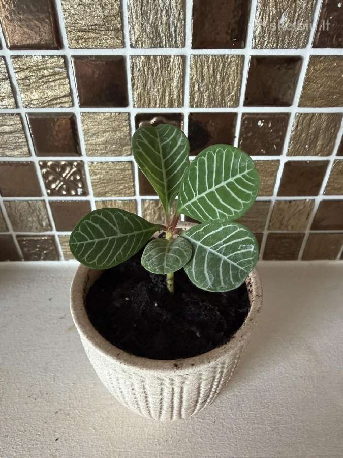 Baltagyslė karpažolė Madagascar Jewel vazonėliuose - nuotraukos Nr. 4