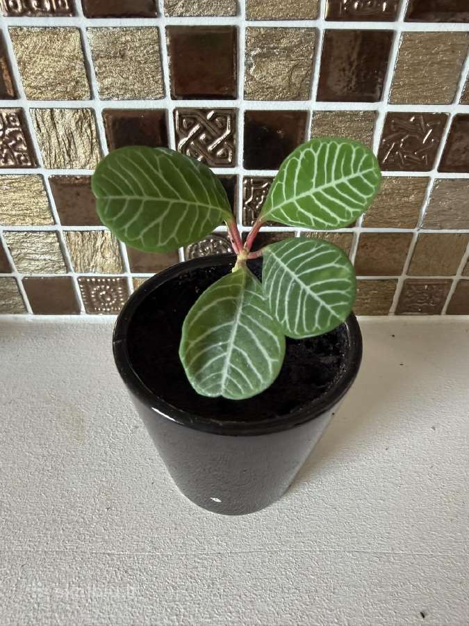 Baltagyslė karpažolė Madagascar Jewel vazonėliuose - nuotraukos Nr. 6