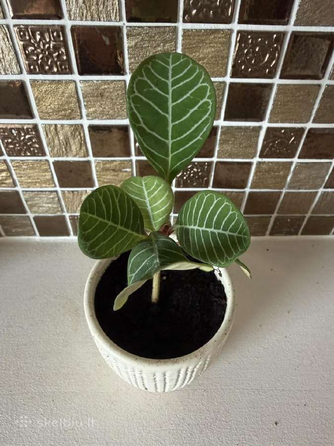 Baltagyslė karpažolė Madagascar Jewel vazonėliuose - nuotraukos Nr. 8