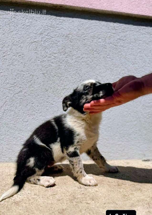 Border Collie mergaitė 2men. - nuotraukos Nr. 2