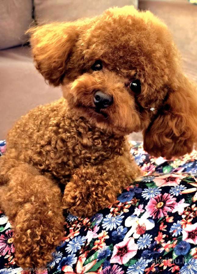 Maltipoo kalytės ir šuniukas - nuotraukos Nr. 10