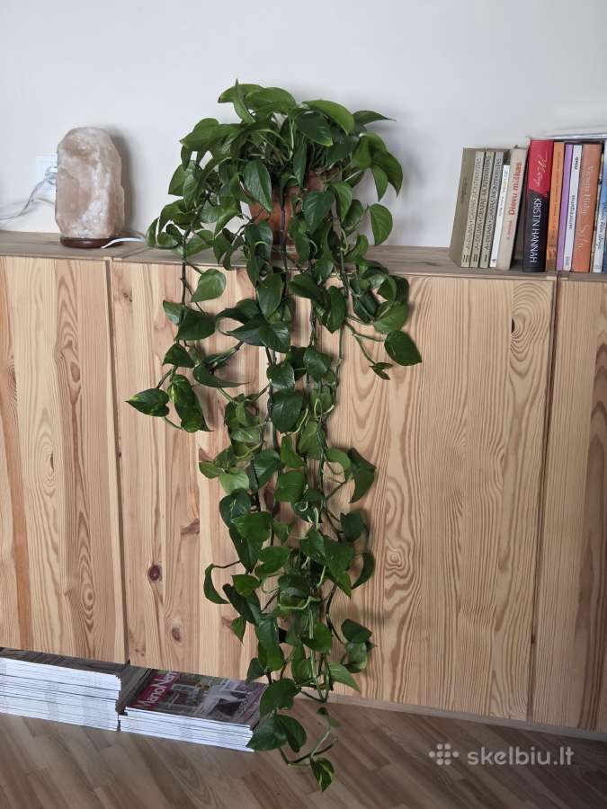 Skindapas (Golden Pothos) - nuotraukos Nr. 2