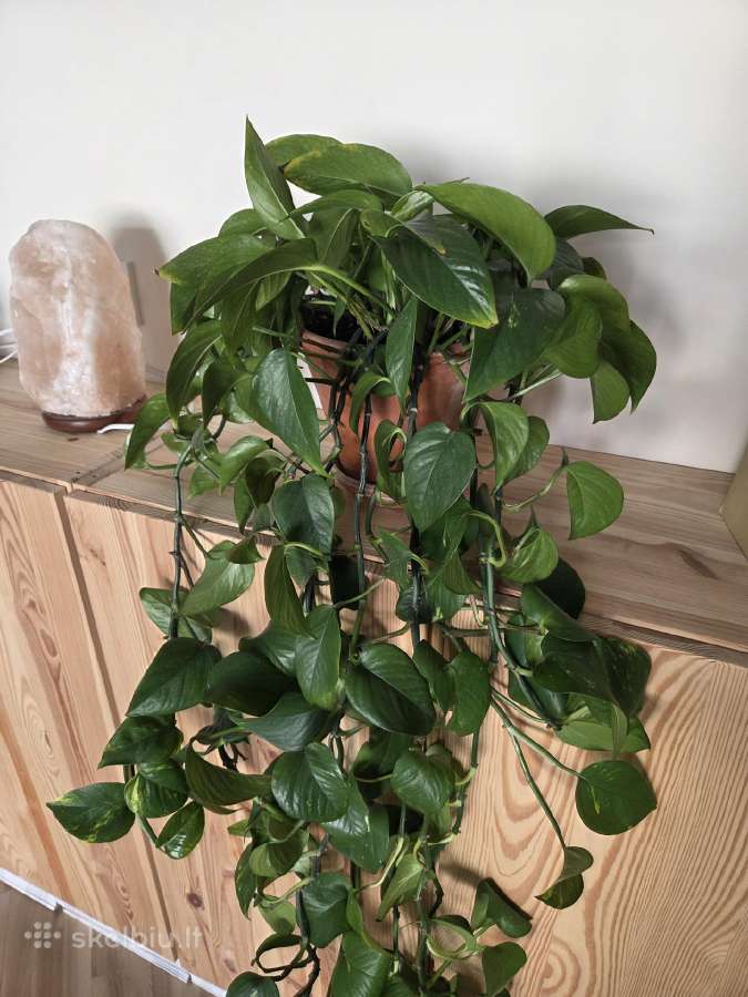 Skindapas (Golden Pothos) - nuotraukos Nr. 3
