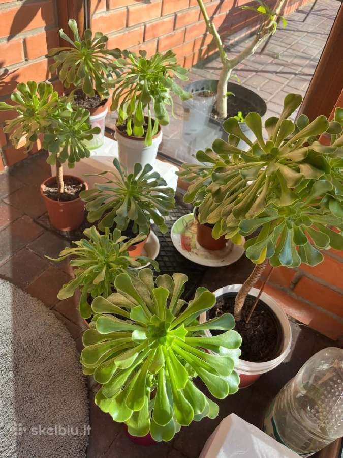 Sukulentas Medinis Ramdis (Aeonium arboreum) - nuotraukos Nr. 2
