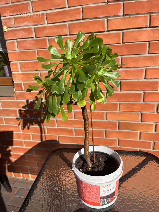 Sukulentas Medinis Ramdis (Aeonium arboreum) - nuotraukos Nr. 3