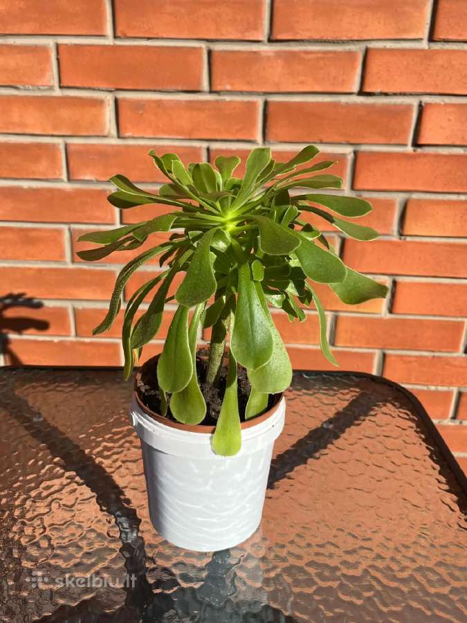 Sukulentas Medinis Ramdis (Aeonium arboreum) - nuotraukos Nr. 4