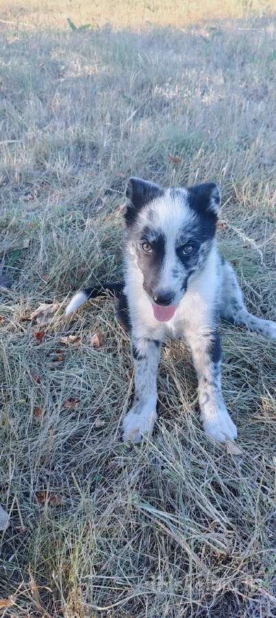 Border Collie mergaitė Merle - nuotraukos Nr. 3