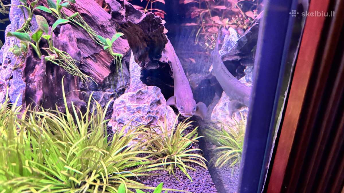 Polypterus senegalus - nuotraukos Nr. 3