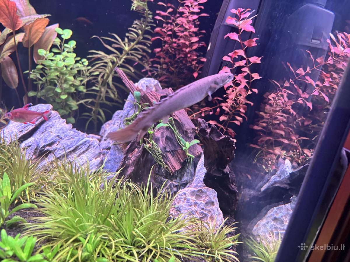 Polypterus senegalus - nuotraukos Nr. 5