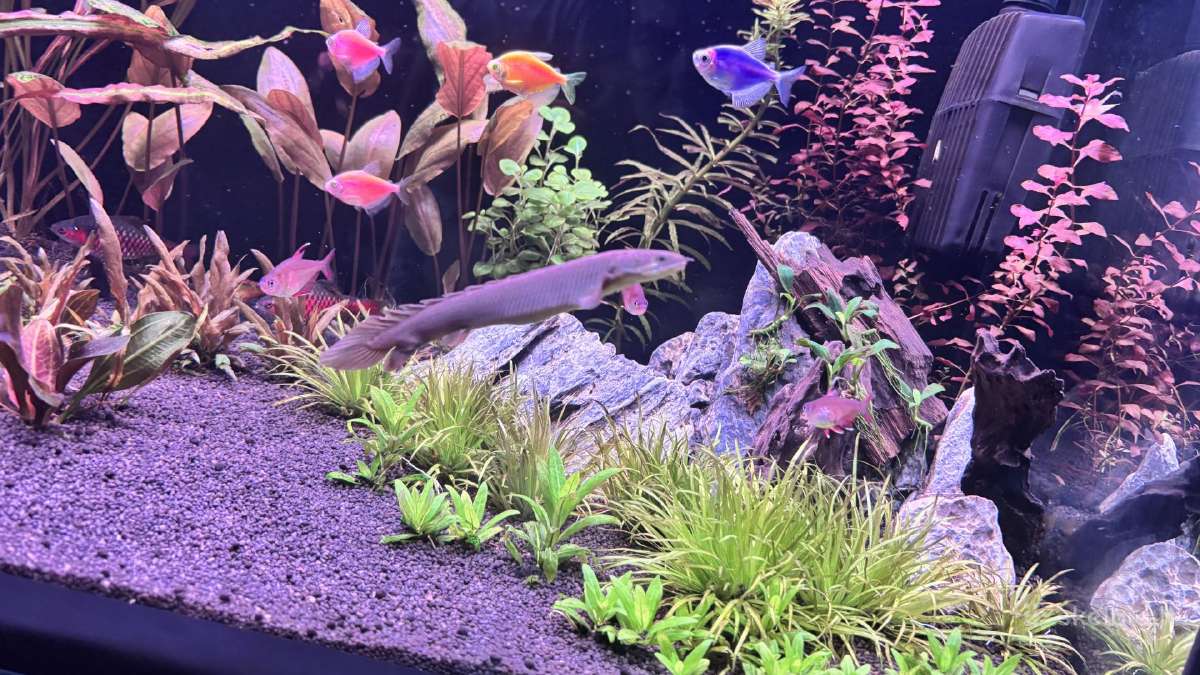 Polypterus senegalus - nuotraukos Nr. 6