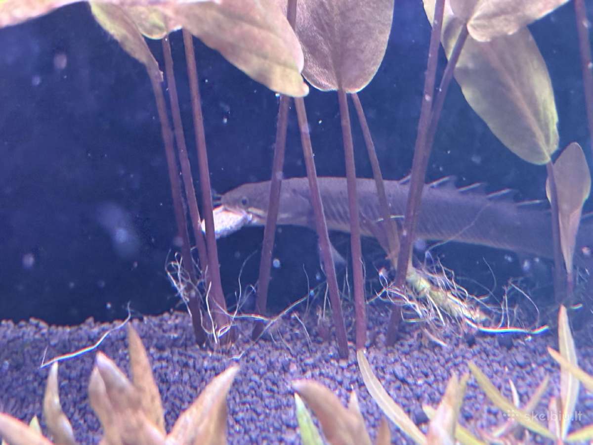 Polypterus senegalus - nuotraukos Nr. 7