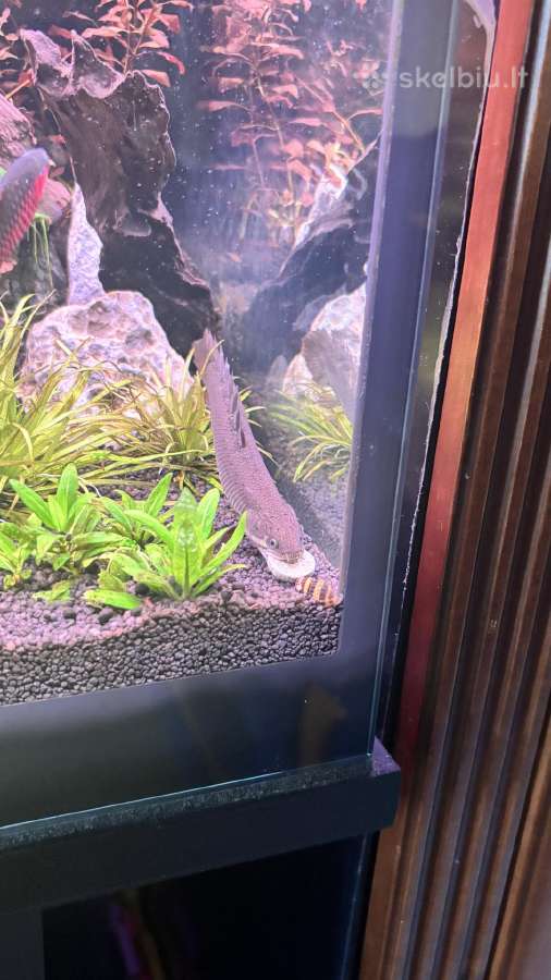 Polypterus senegalus - nuotraukos Nr. 8
