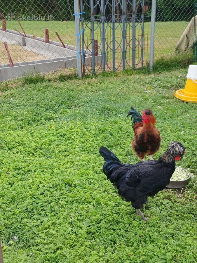 Parduodami gaideliai - nuotraukos Nr. 2