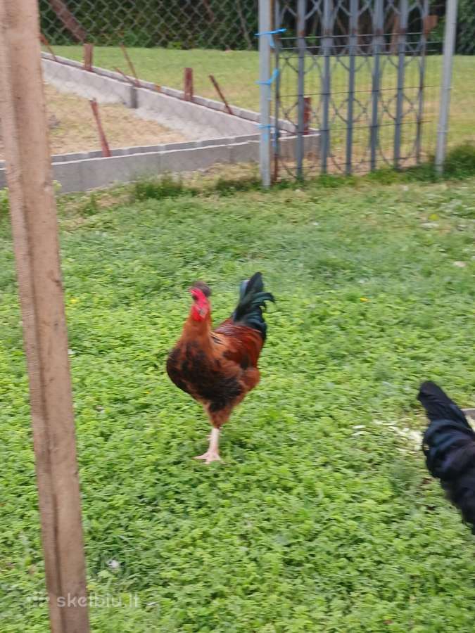 Parduodami gaideliai - nuotraukos Nr. 3