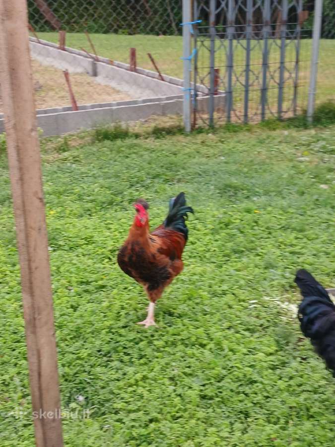 Parduodami gaideliai - nuotraukos Nr. 3