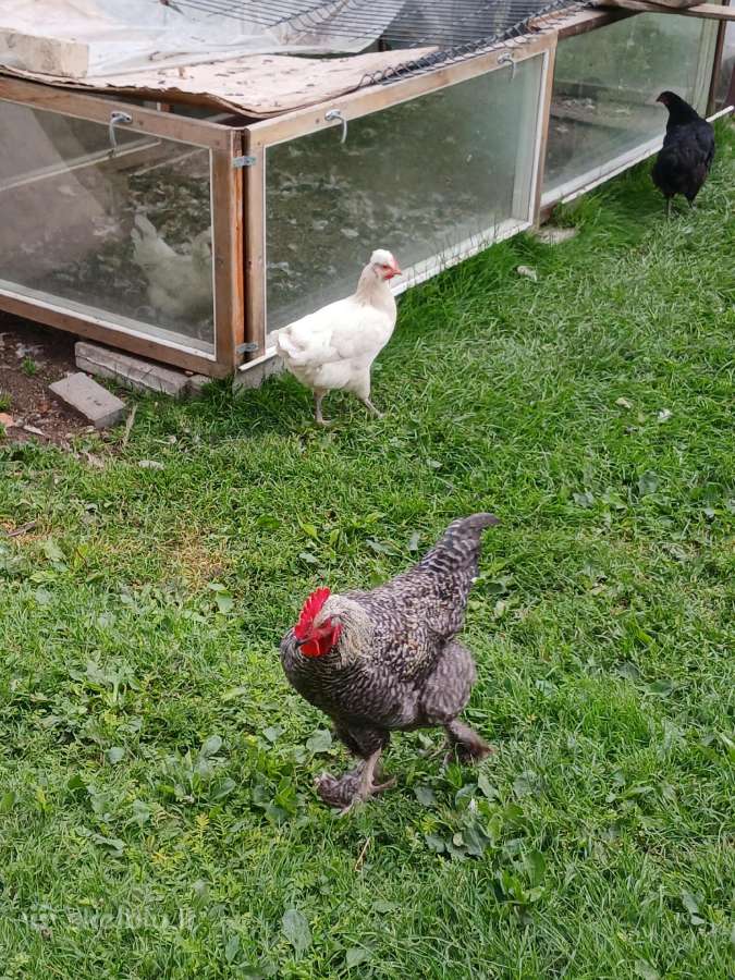 Parduodami gaideliai - nuotraukos Nr. 4
