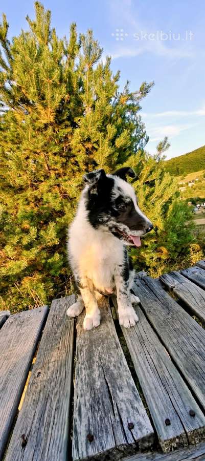 Collie mergaitė Merle - nuotraukos Nr. 4