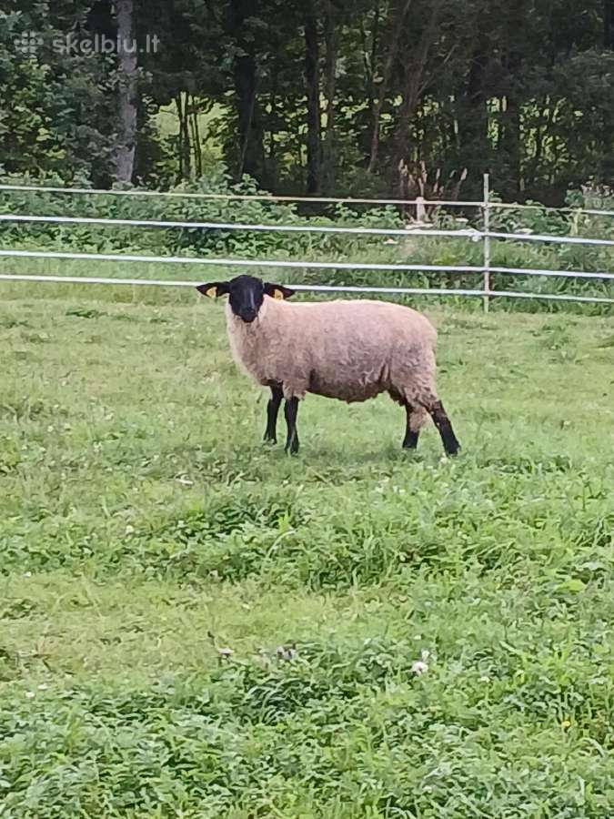 Parduodu sufolkų veislės avytes - nuotraukos Nr. 3