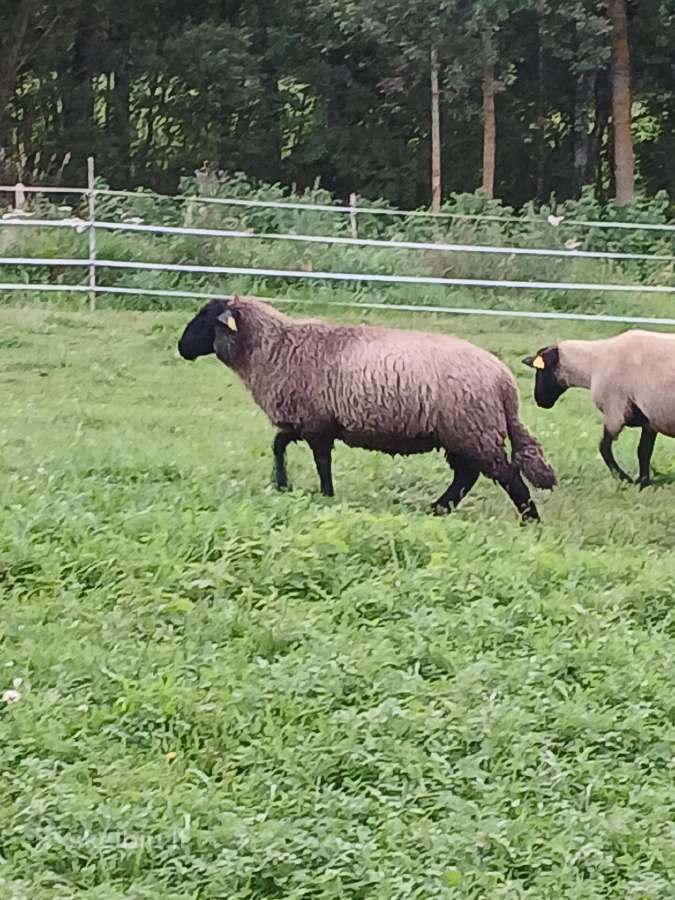Parduodu sufolkų veislės avytes - nuotraukos Nr. 4