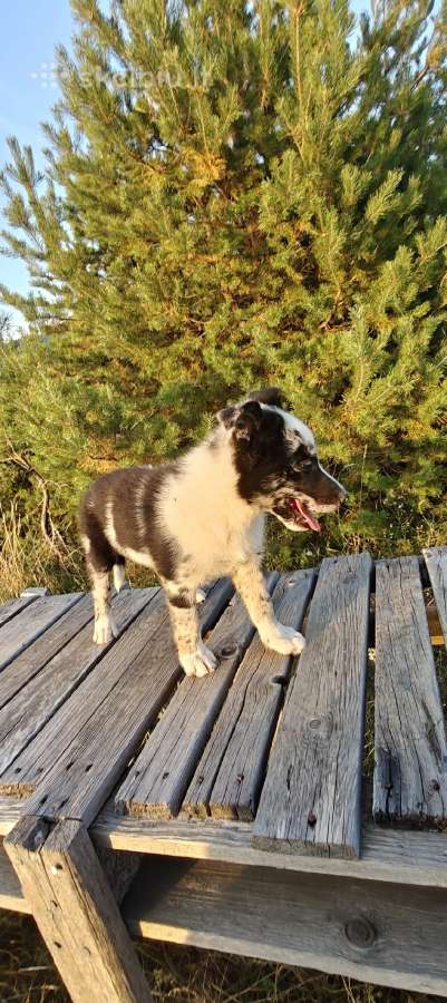 Collie mergaitė Merle - nuotraukos Nr. 3