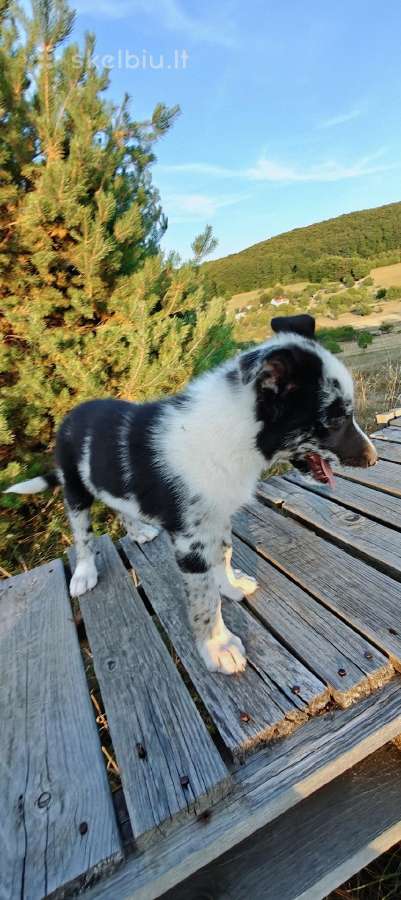 Collie mergaitė Merle - nuotraukos Nr. 2