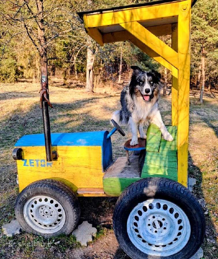 Collie mergaitė Merle - nuotraukos Nr. 5