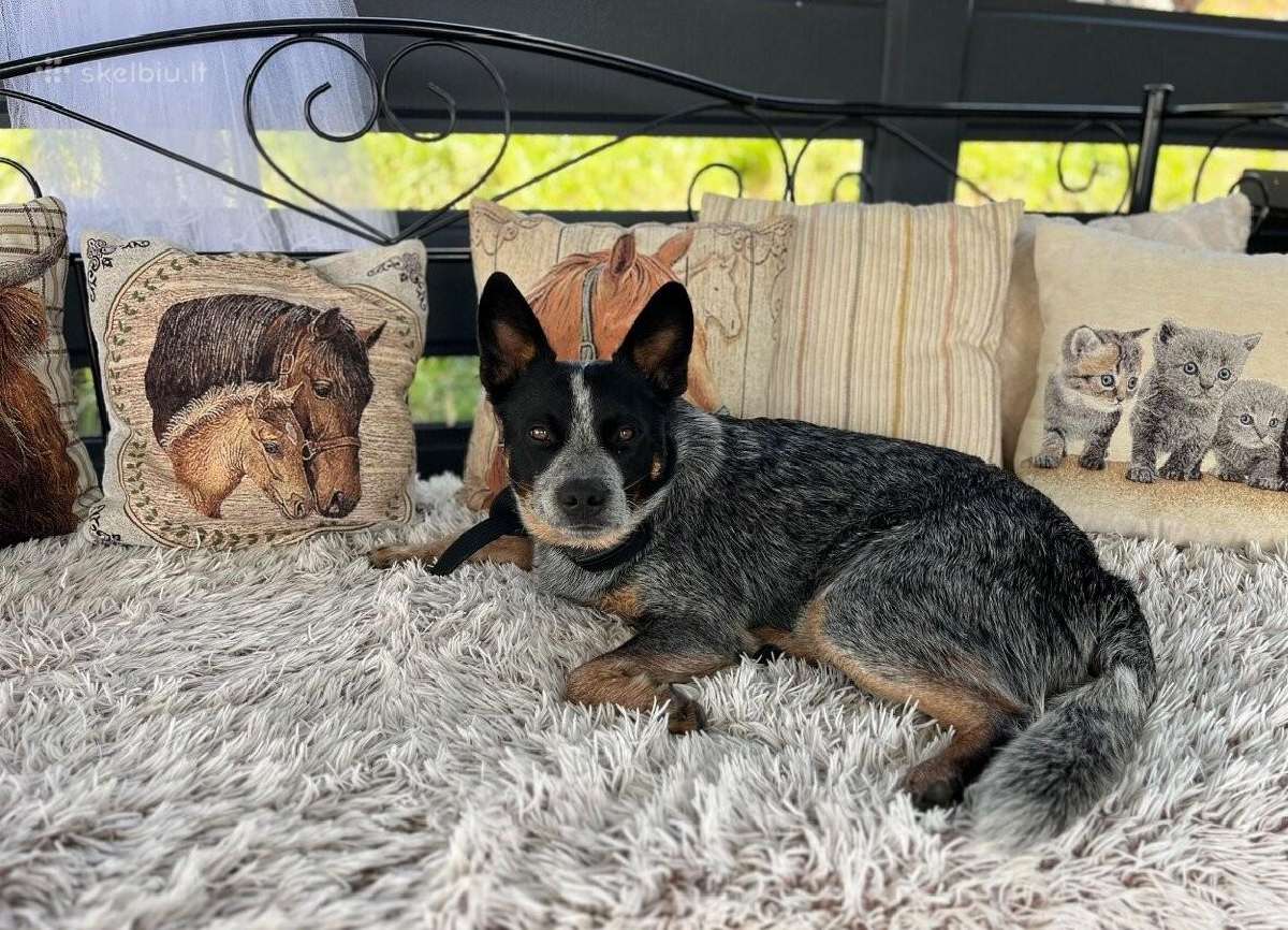 Collie mergaitė Merle - nuotraukos Nr. 6