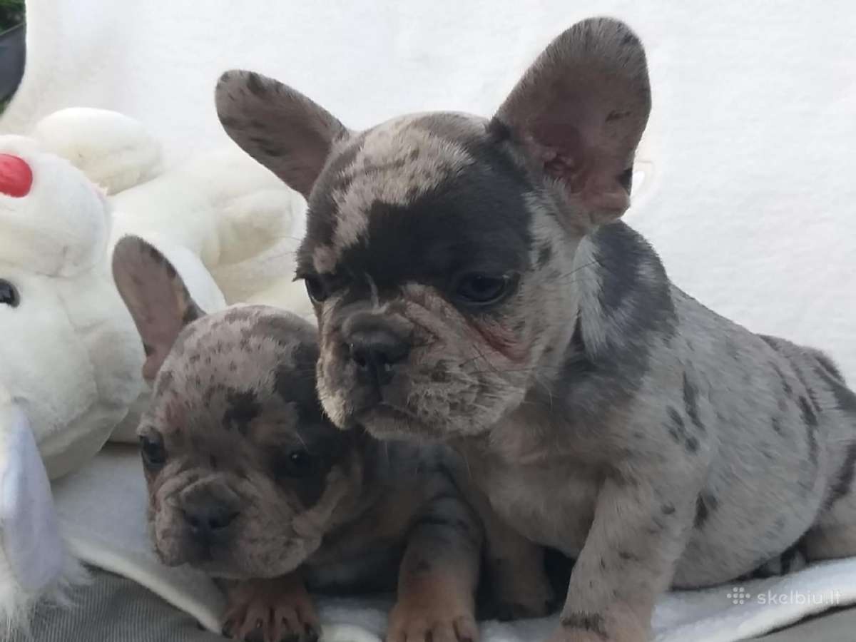 Prancuzu buldogai/prancuziukai/french bulldog - nuotraukos Nr. 4