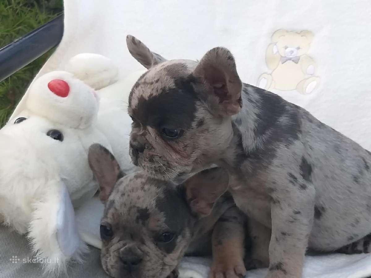 Prancuzu buldogai/prancuziukai/french bulldog - nuotraukos Nr. 5