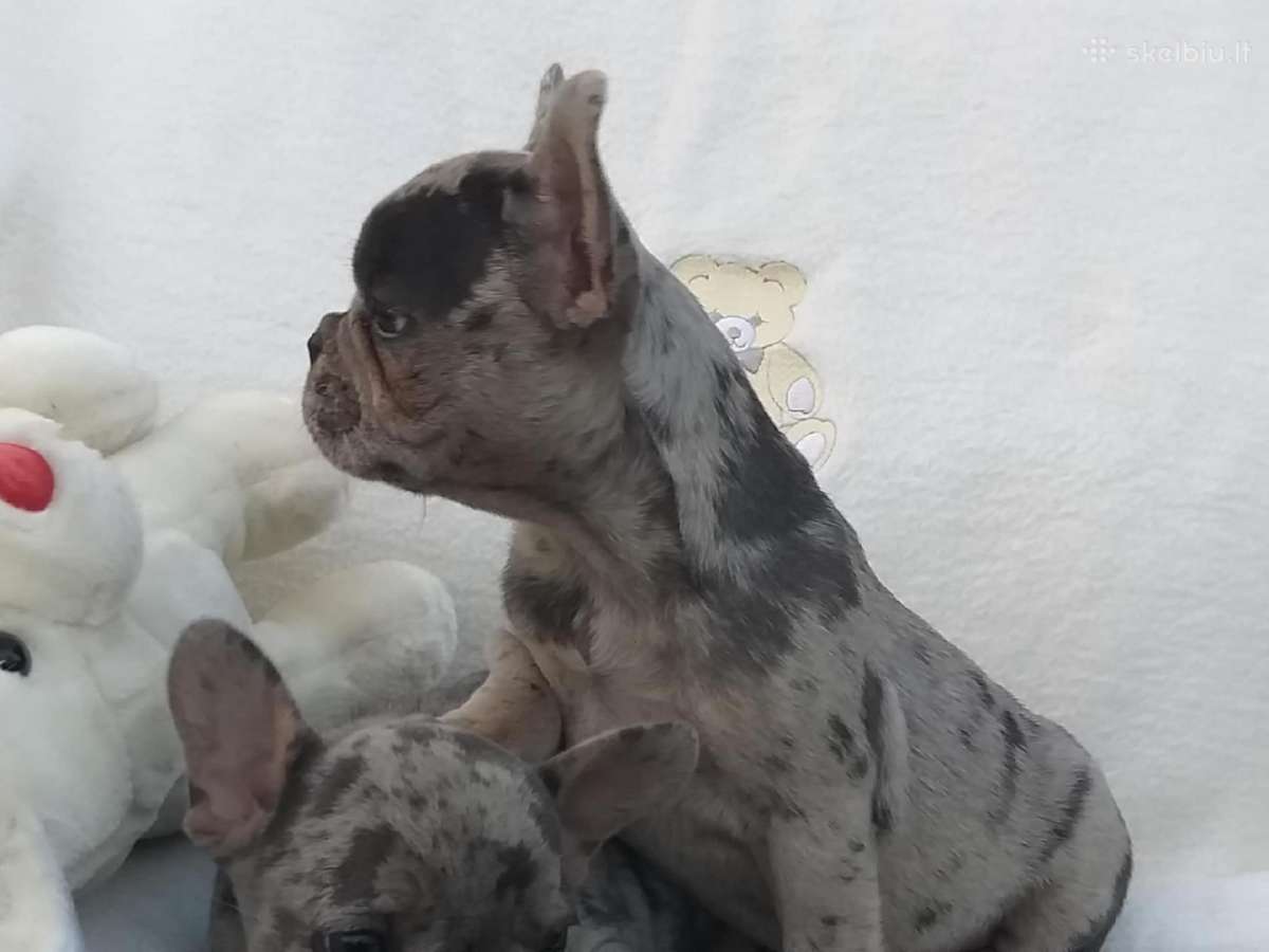 Prancuzu buldogai/prancuziukai/french bulldog - nuotraukos Nr. 6