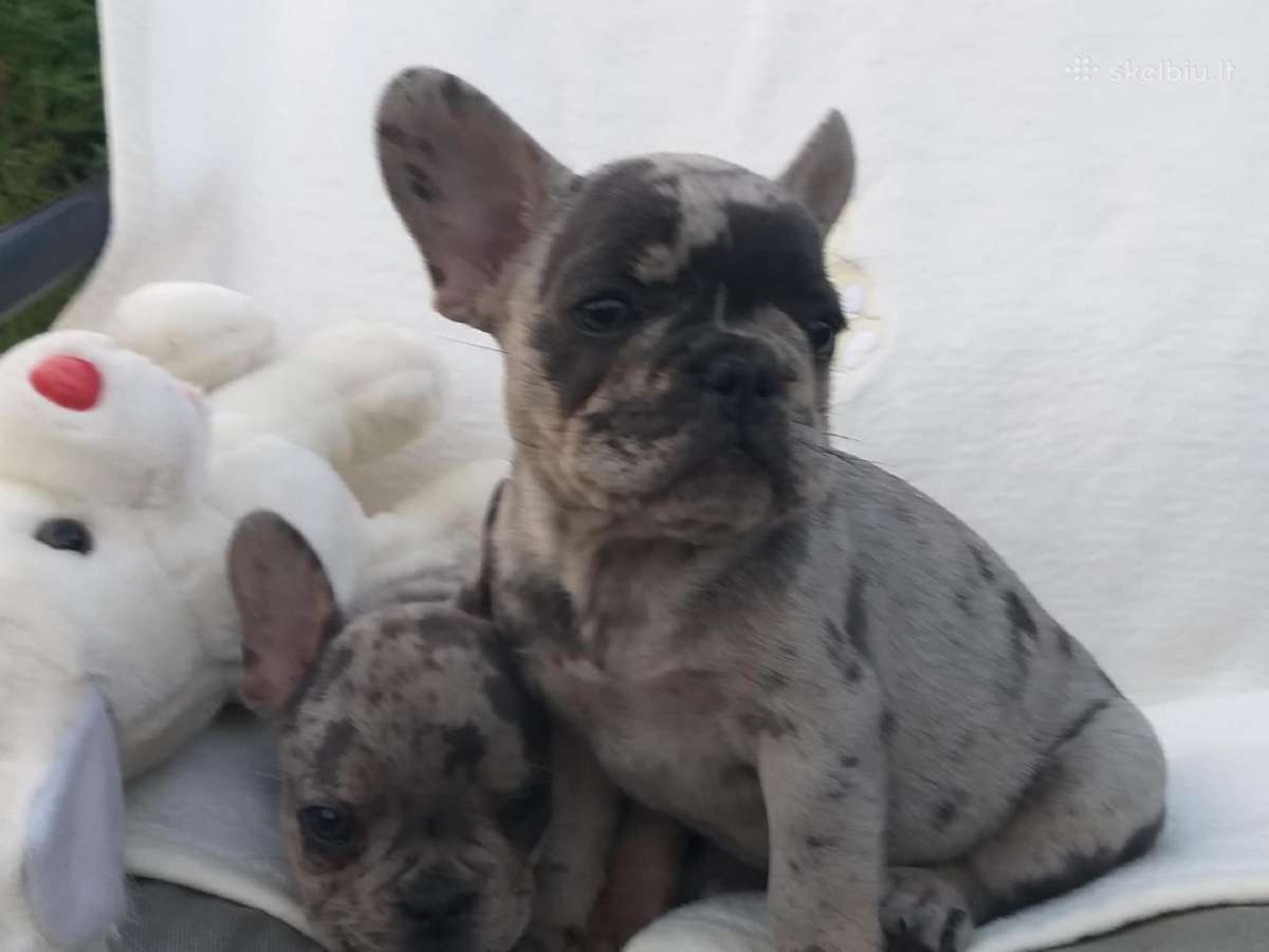 Prancuzu buldogai/prancuziukai/french bulldog - nuotraukos Nr. 7