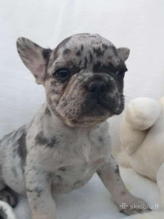 Prancuzu buldogai/prancuziukai/french bulldog - nuotraukos Nr. 2