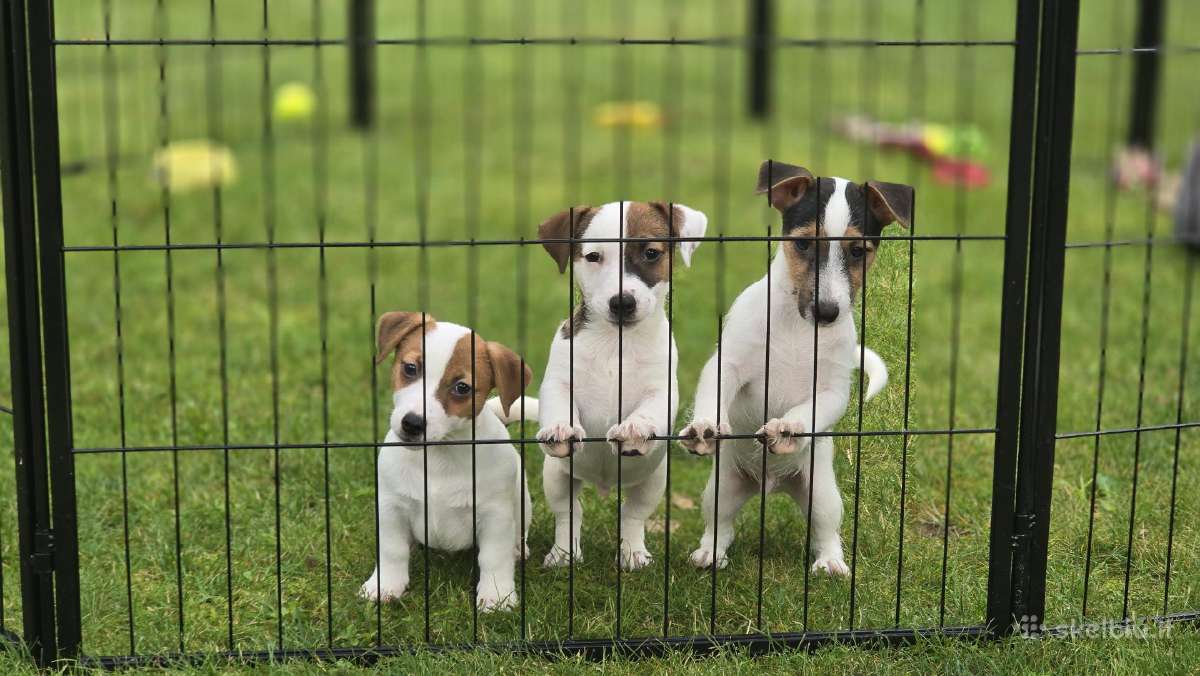 Parduodami Jack Russell šuniukai - nuotraukos Nr. 2