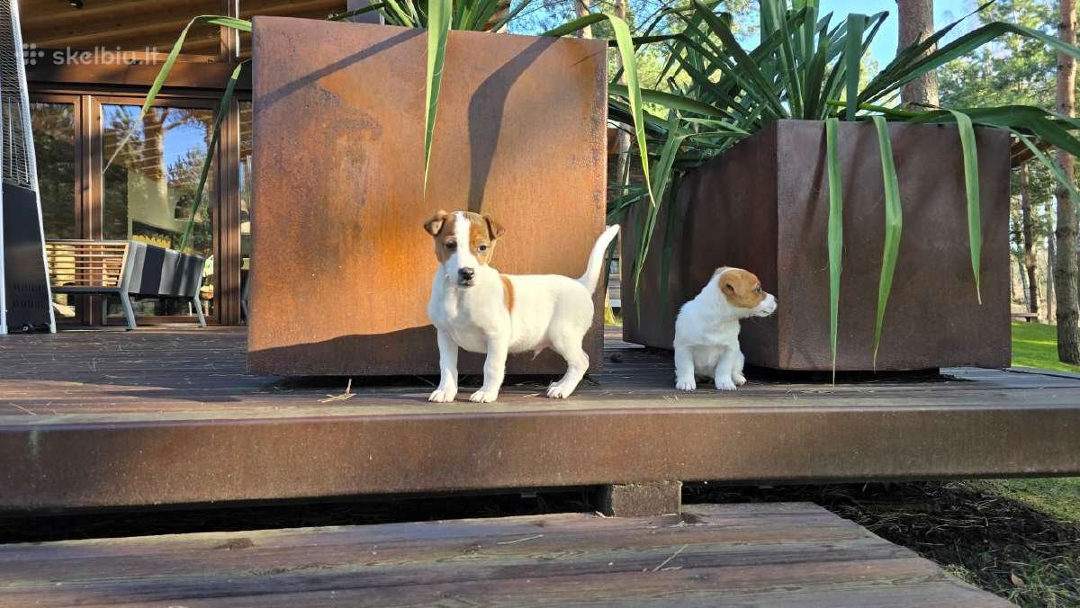 Parduodami Jack Russell šuniukai - nuotraukos Nr. 3