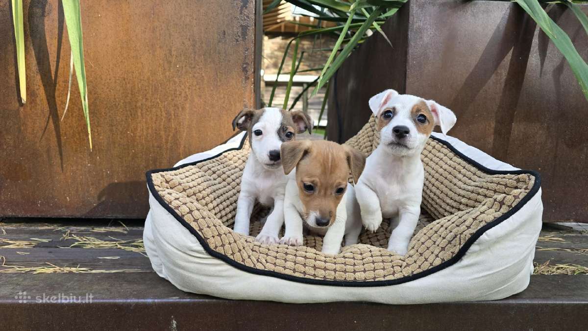 Parduodami Jack Russell šuniukai - nuotraukos Nr. 4