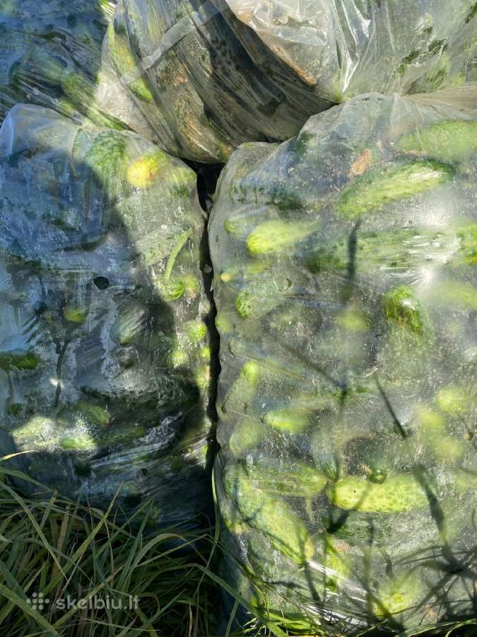 Parduodami Lauko agurkai - nuotraukos Nr. 2