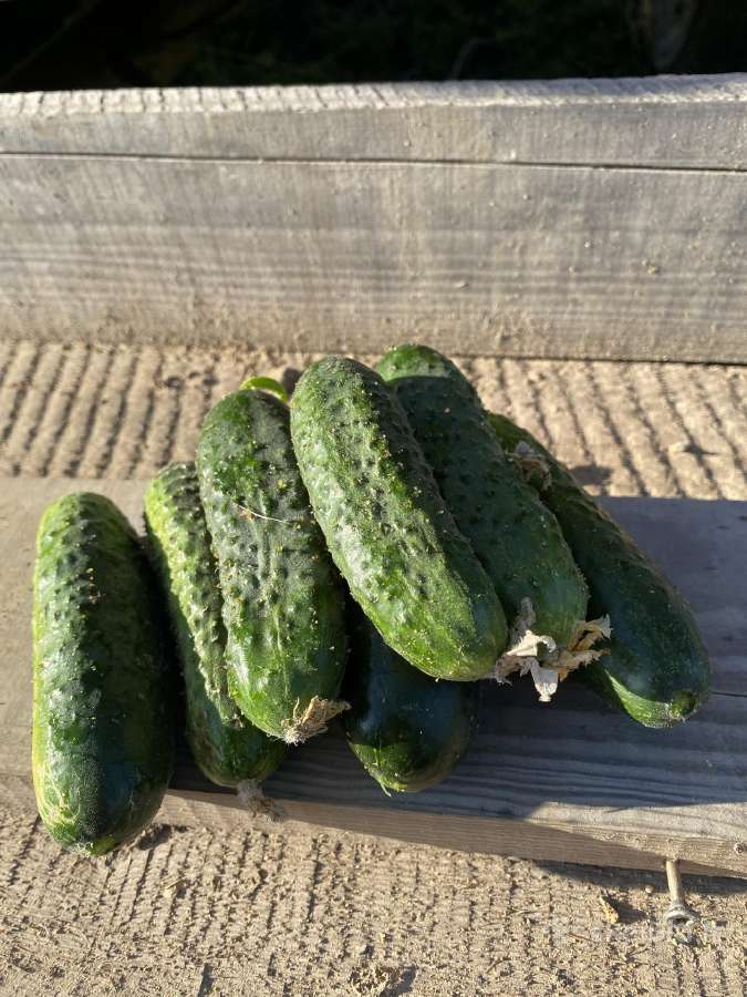 Parduodami Lauko agurkai - nuotraukos Nr. 3